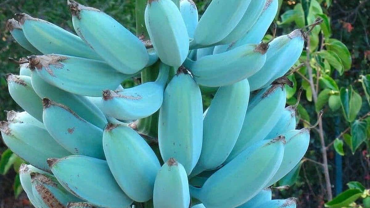 Voici les avantages des bananes bleues, un fruit méconnu !