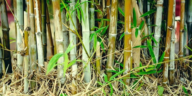 Comment éliminer les bambous du jardin