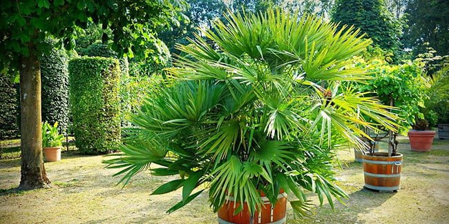 Palmiers : tout savoir sur la plantation