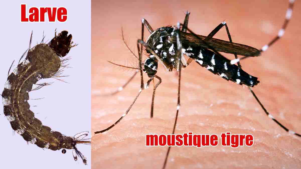Une moustique tigre et sa larve. Cette espèce de moustique peut transmettre des maladies graves à l'homme, comme la dengue ou le chikungunya. Protégez-vous et éliminez les eaux stagnantes pour prévenir leur prolifération