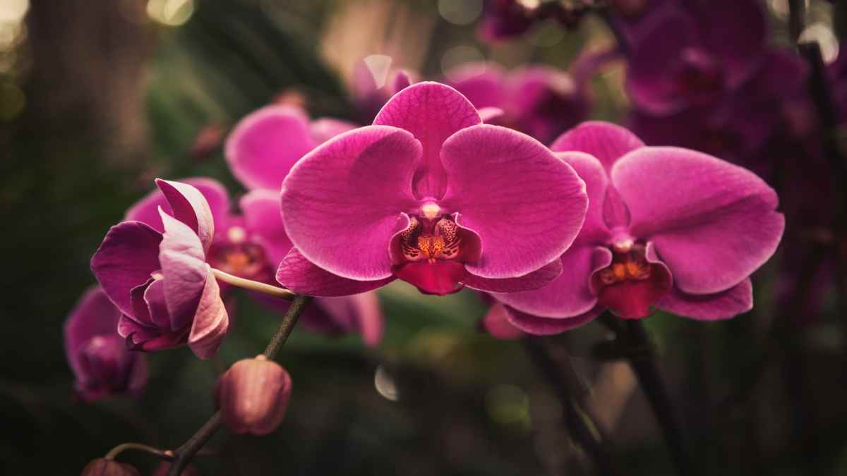 L'image de l'orchidée phalaenopsis décrite dans l'article représente une fleur blanche avec des nuances de rose au centre. Les pétales de la fleur sont légèrement ondulés et ont une texture douce et soyeuse. La tige de la fleur est fine et élancée, avec des feuilles vertes foncées et lustrées qui poussent en spirale autour de la tige. Cette orchidée est placée dans un pot en céramique blanc et repose sur une table en bois. L'image dégage une ambiance élégante et apaisante, mettant en avant la beauté et la simplicité de cette plante d'intérieur populaire