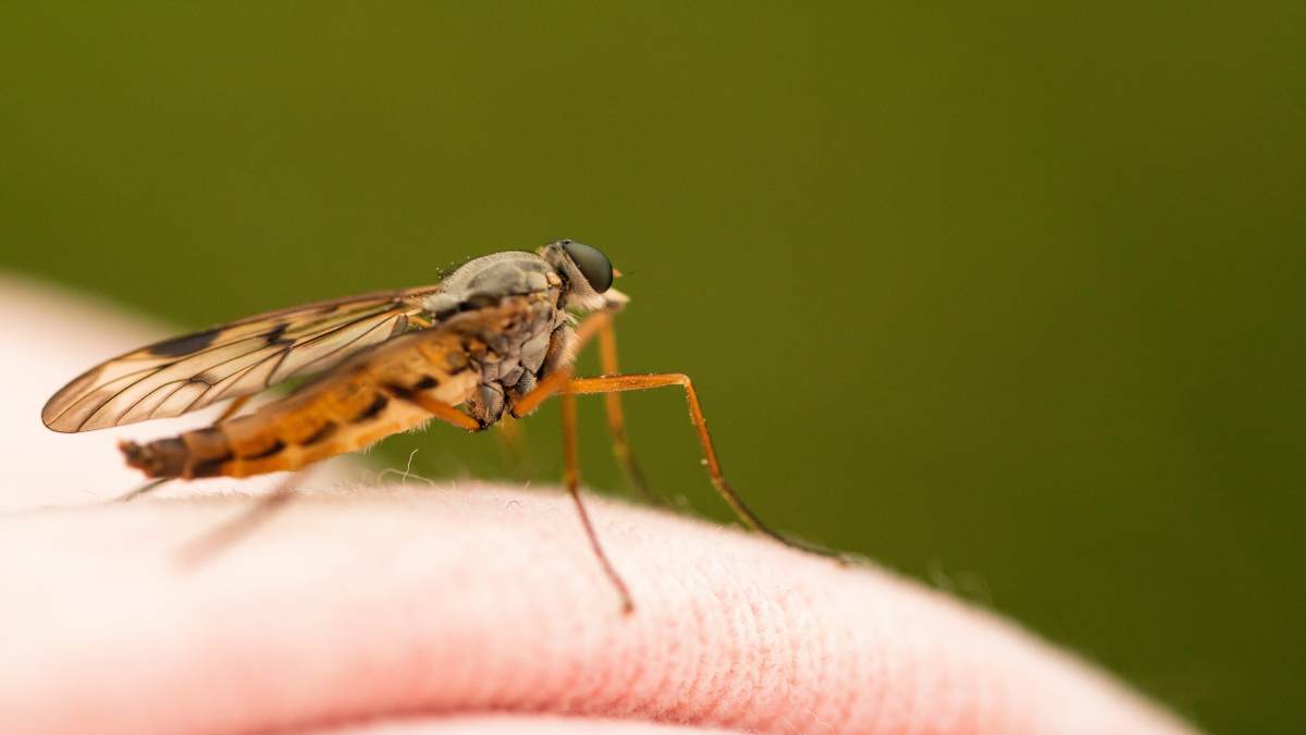 comment-eviter-les-piqures-moustiques-et-leurs-dangereuse-consequences